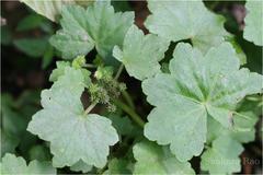 Hydrocotyle javanica